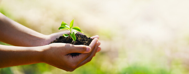 hand children holding young plant with sunlight on green nature background. concept eco earth day