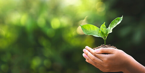 hand children holding young plant with sunlight on green nature background. concept eco earth day