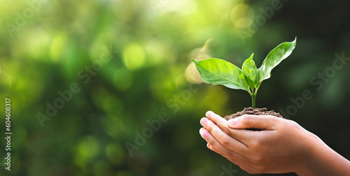 hand children holding young plant with sunlight on green nature background Fototapet