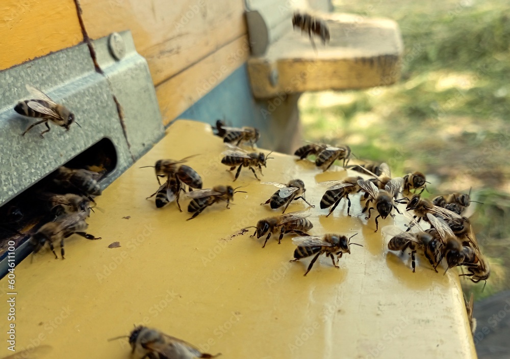 Obraz premium bees on the yellow landing board of the beehive bustle about