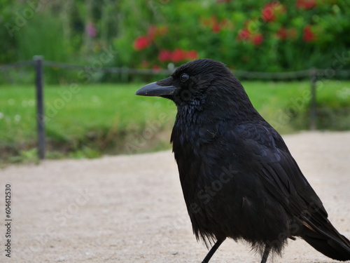 crow in park