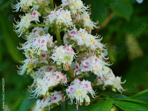 blooming horse chestnut