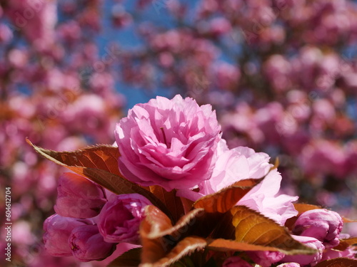 cherry blossoms in bloom
