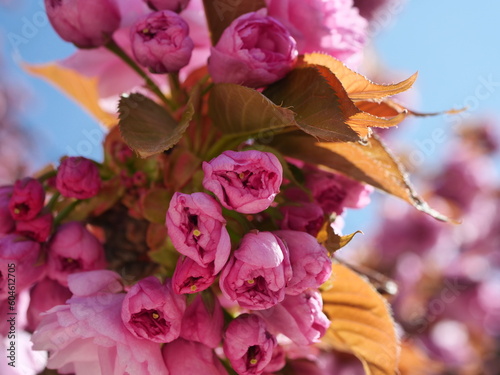 cherry blossoms in bloom