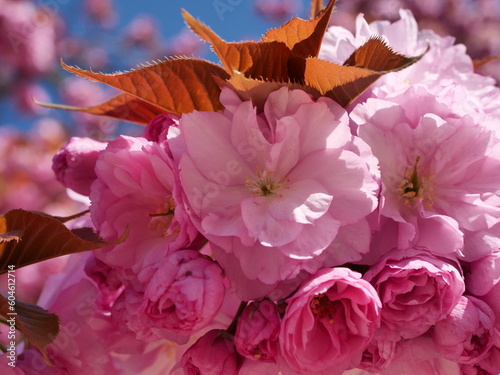 cherry blossom and petal