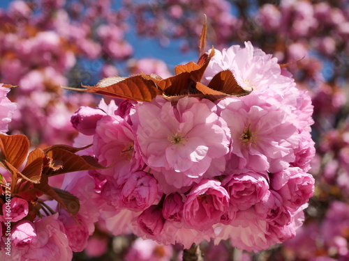 pink cherry blossom