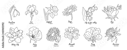 Birth month flowers. Set of floral line art vector illustrations. Snowdrop, daffodil, rose, daisy, poppy, lilies, peony, aster hand drawn black ink sketch isolated on transparent background.