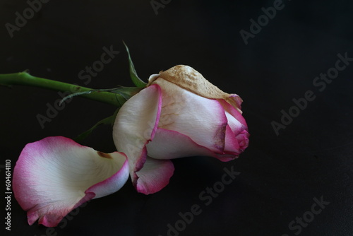 Withered rose on a black background. The pink rose has faded. photo