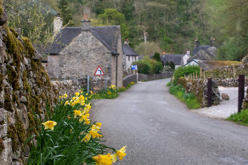 Focus on blooming yellow daffodils by the road in the Peak District village Milldale, which is in the scenic Dovedale. Backdrop of traditional stone cottages