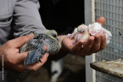 Closeup of two weeks old cute pigeons in farmer hand.