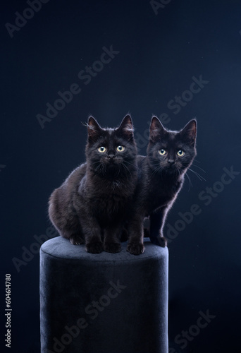 two curious black kittens sitting side by side looking at camera. studio portrait on black background with copy space