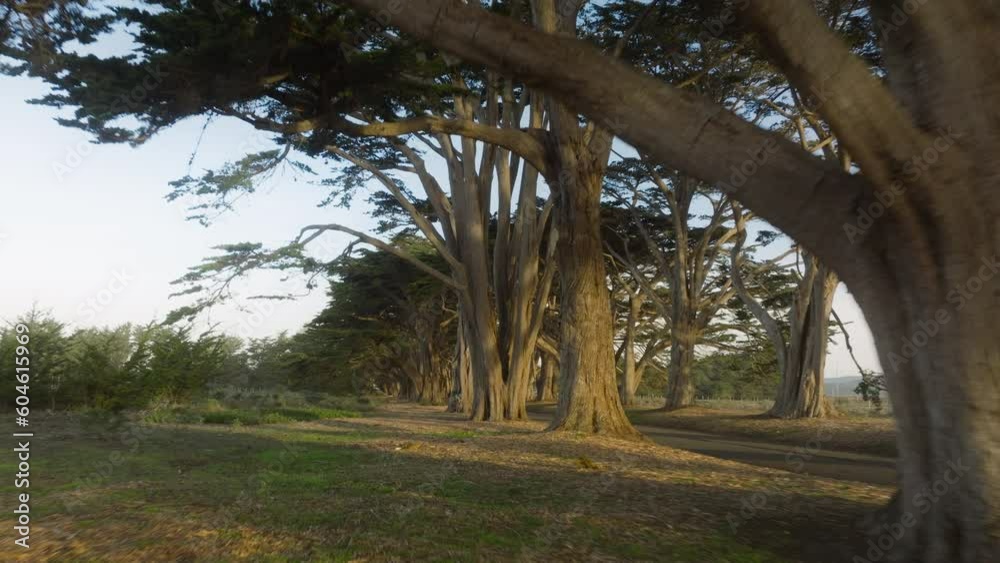 Aerial view stunning Cypress Tree Tunnel at Point Reyes park California USA 4K. Fairytale road tree tunnel landscape. Cypress trees in beautiful morning near San Francisco on foggy morning concept Aerial view stunning Cypress Tree Tunnel at Point Reyes park California USA 4K. Fairytale road tree tunnel landscape. Cypress trees in beautiful morning near San Francisco on foggy morning concept