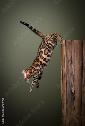 Bengal cat jumping down from a wooden tree log.  mid air studio shot on olive green background with copy space