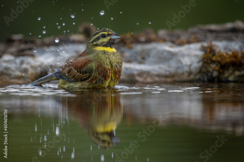 Cirl bunting bathing in a reflection pool of water