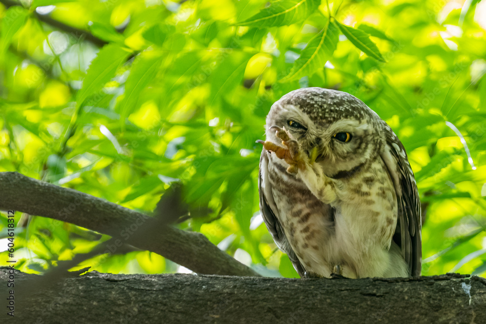 Fototapeta premium A Spotted Owl