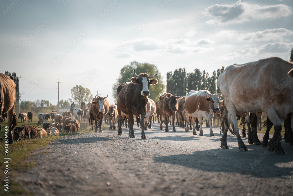 herd of cows crossing the road