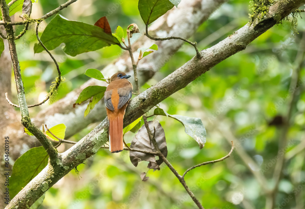 A Malabar trogon perched on a tree branch in the deep jungles on the outskirts of Thattekad, Kerala A Malabar trogon perched on a tree branch in the deep jungles on the outskirts of Thattekad, Kerala