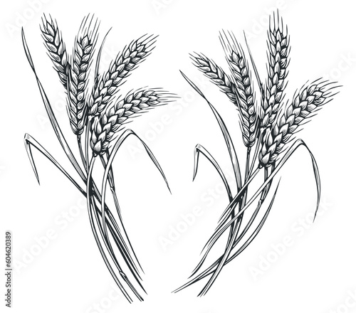 Wheat ears, spikelets sketch. Hand drawn rye in vintage engraving style. Farm organic food concept. Vector illustration