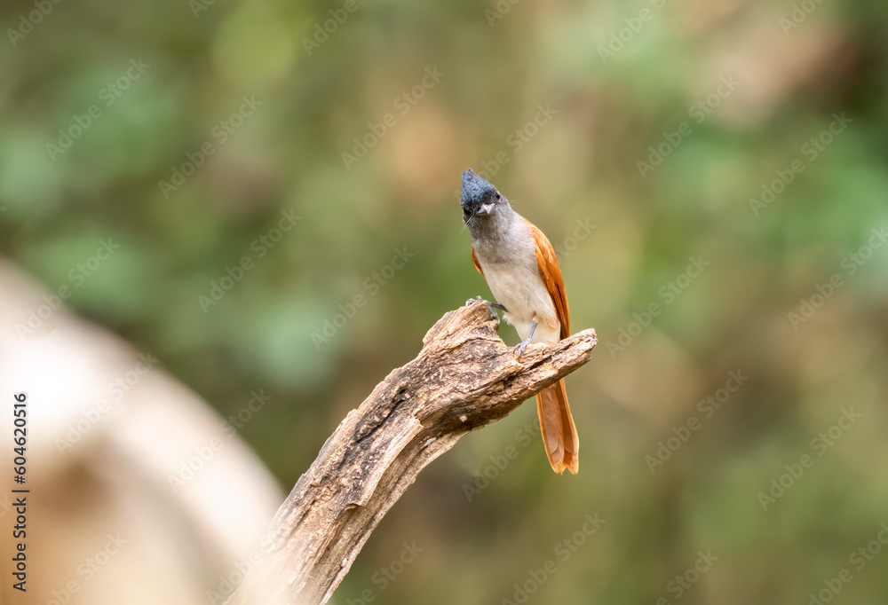 Fototapeta premium An Indian paradise flycatcher female perched on a small branch on the outskirts of Thattekad, Kerala