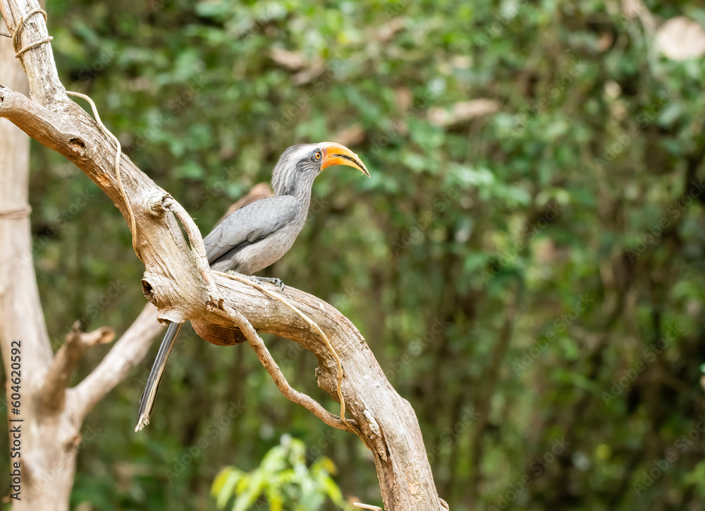 Fototapeta premium A Malabar grey hornbill perched on a tree in the deep jungles of Thattekad, Kerala