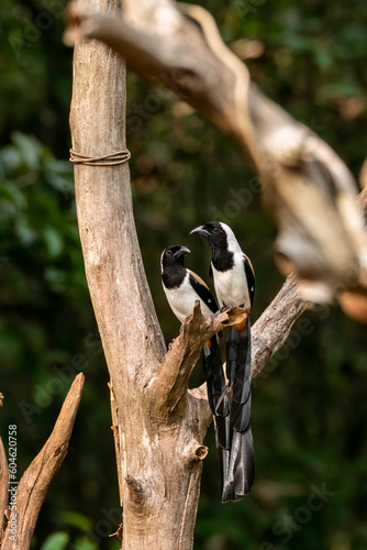 A White-bellied treepie perched on a tree branch in the deep jungles on the outskirts of Thattekad, Kerala