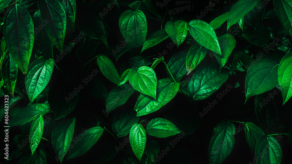 Fototapeta premium Herb wall, plant wall, natural green wallpaper and background. nature wall. Nature background of green forest