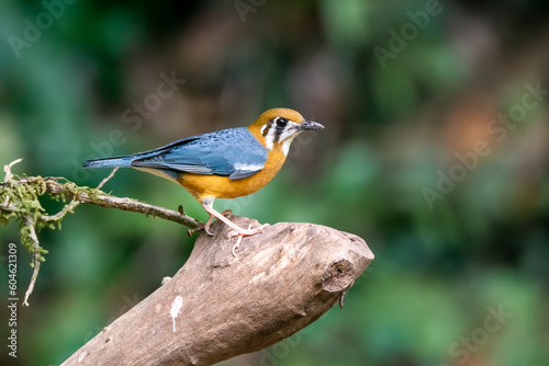 An Orange headed ground thrush feeding on insects on the ground in the deep jungles of Thattekad, Kerala