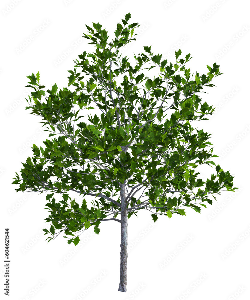 Albero con e senza foglie bianche, arancioni, verdi, gialle, rosse fondo trasparente e isolato Albero con e senza foglie bianche, arancioni, verdi, gialle, rosse fondo trasparente e isolato