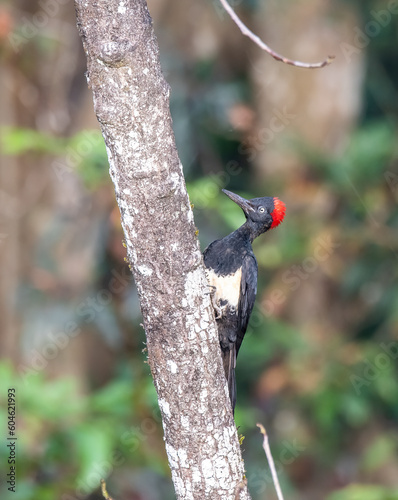 A white-bellied woodpecker sitting on a trunk in the deep jungles of Thattekad, Kerala