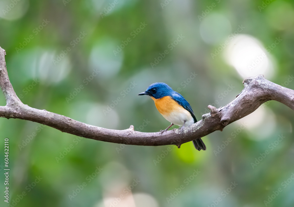 A Tickels Blue Flycatcher perched on a small branch inside the deep jungles of Thattekad, Kerala