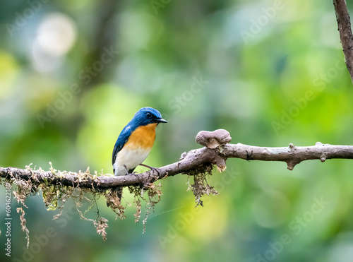 A Tickels Blue Flycatcher perched on a small branch inside the deep jungles of Thattekad, Kerala