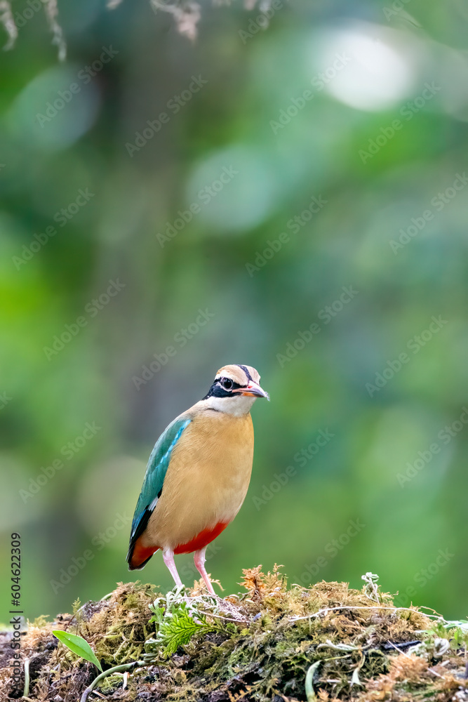 An Indian pita bird perched on a small platform in the coffee estate on the outskirts of Thattekad, Kerala