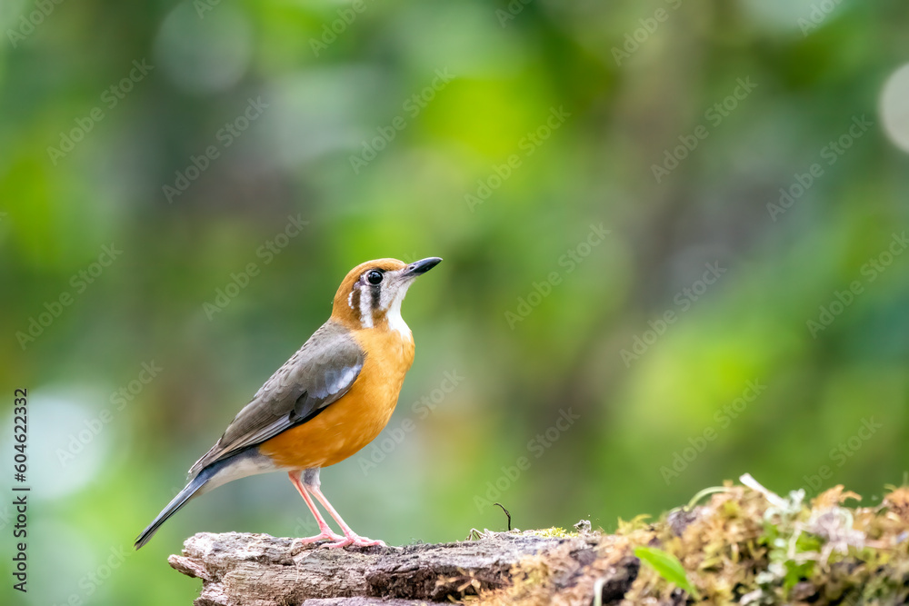 An Orange Headed thrush perched on a small branch on the deep jungles on the outsides of Thattekad, Kerala An Orange Headed thrush perched on a small branch on the deep jungles on the outsides of Thattekad, Kerala