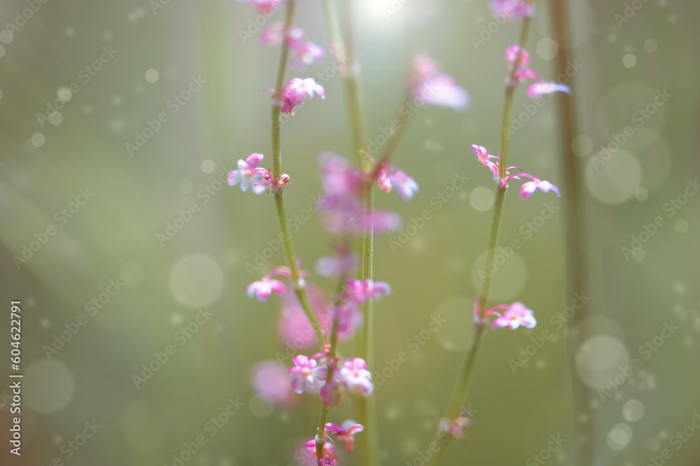 Field flowers, sunny May day, bokeh, blur