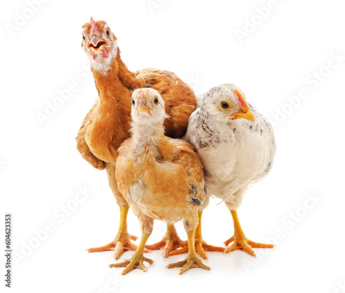 Three brown chickens.