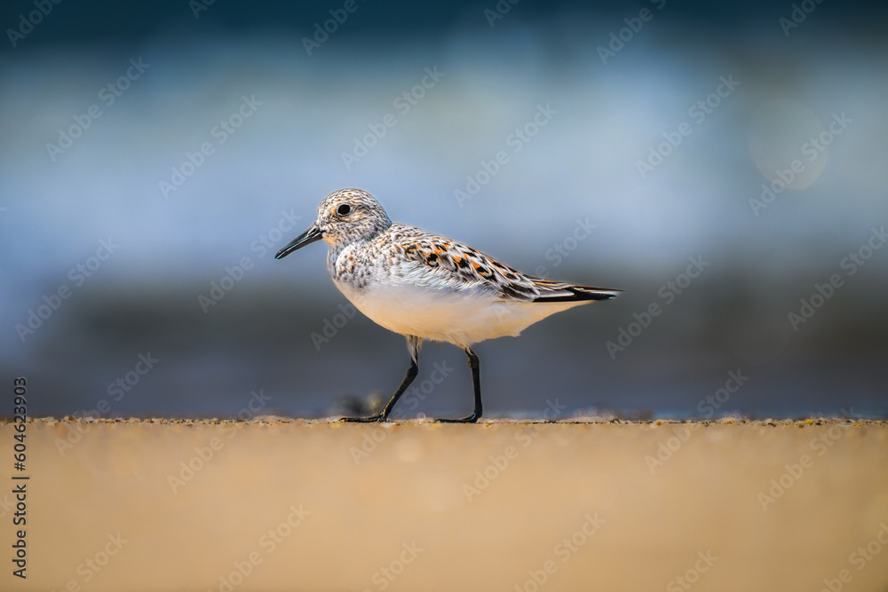 Obraz premium Beachside Stroll