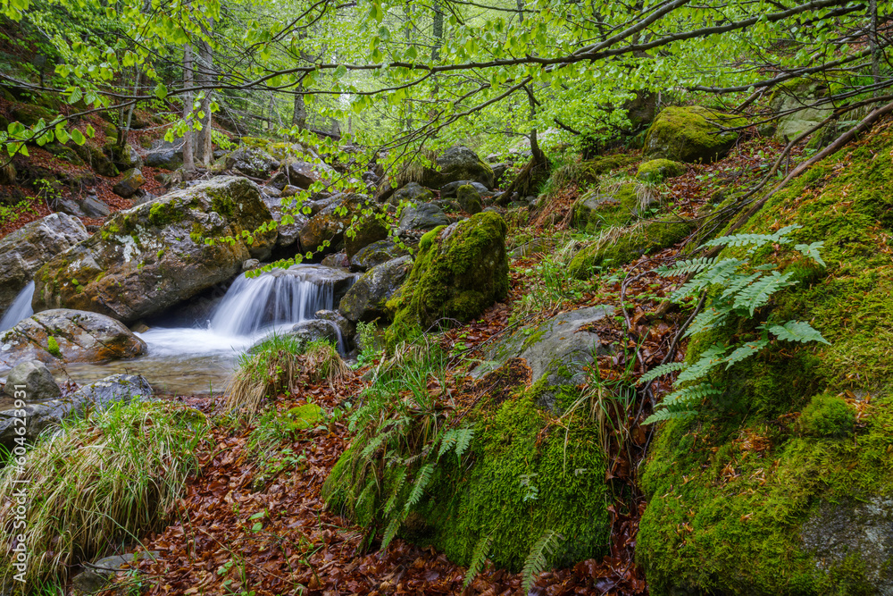 Scenic view of river flowing in forest, Regional Natural Park of the Ligurian Alps, Italy