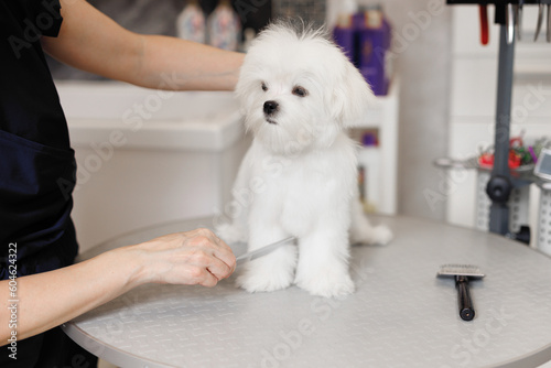 Fototapeta Naklejka Na Ścianę i Meble -  Cute white Maltese dog in a beauty salon for dogs on grooming procedures.