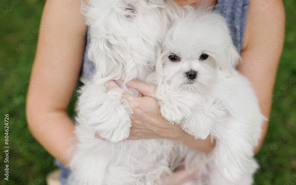 Cute white Maltese dog walks and rests in nature. Beloved pet in the hands of a person.