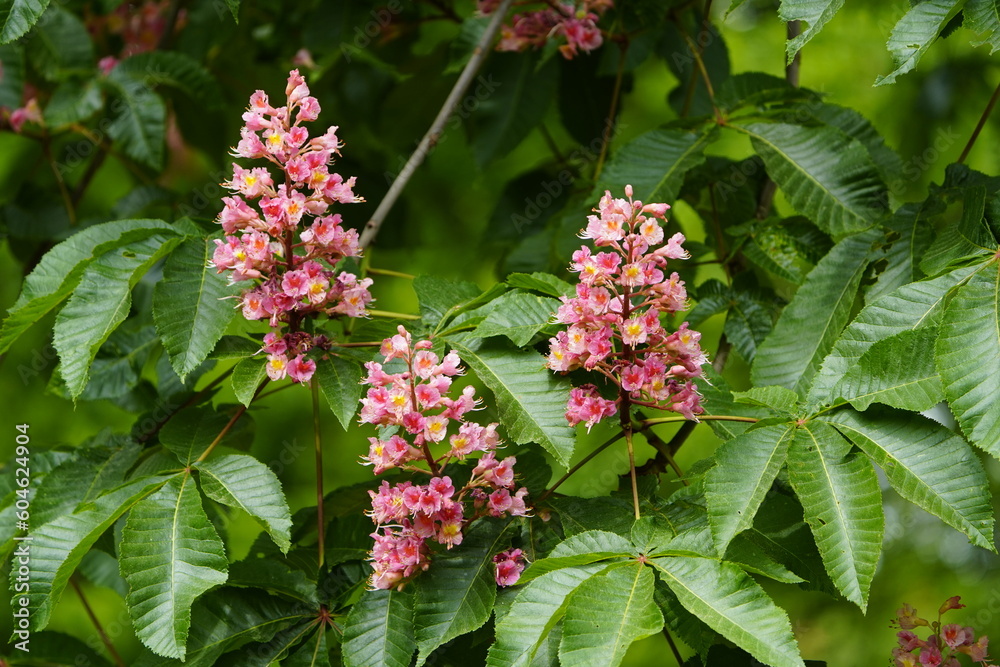 Aesculus × carnea, or red horse-chestnut, Sapindaceae family, is an artificial hybrid between A. pavia (red buckeye) and A. hippocastanum (horse-chestnut). Hanover district, Germany Aesculus × carnea, or red horse-chestnut, Sapindaceae family, is an artificial hybrid between A. pavia (red buckeye) and A. hippocastanum (horse-chestnut). Hanover district, Germany