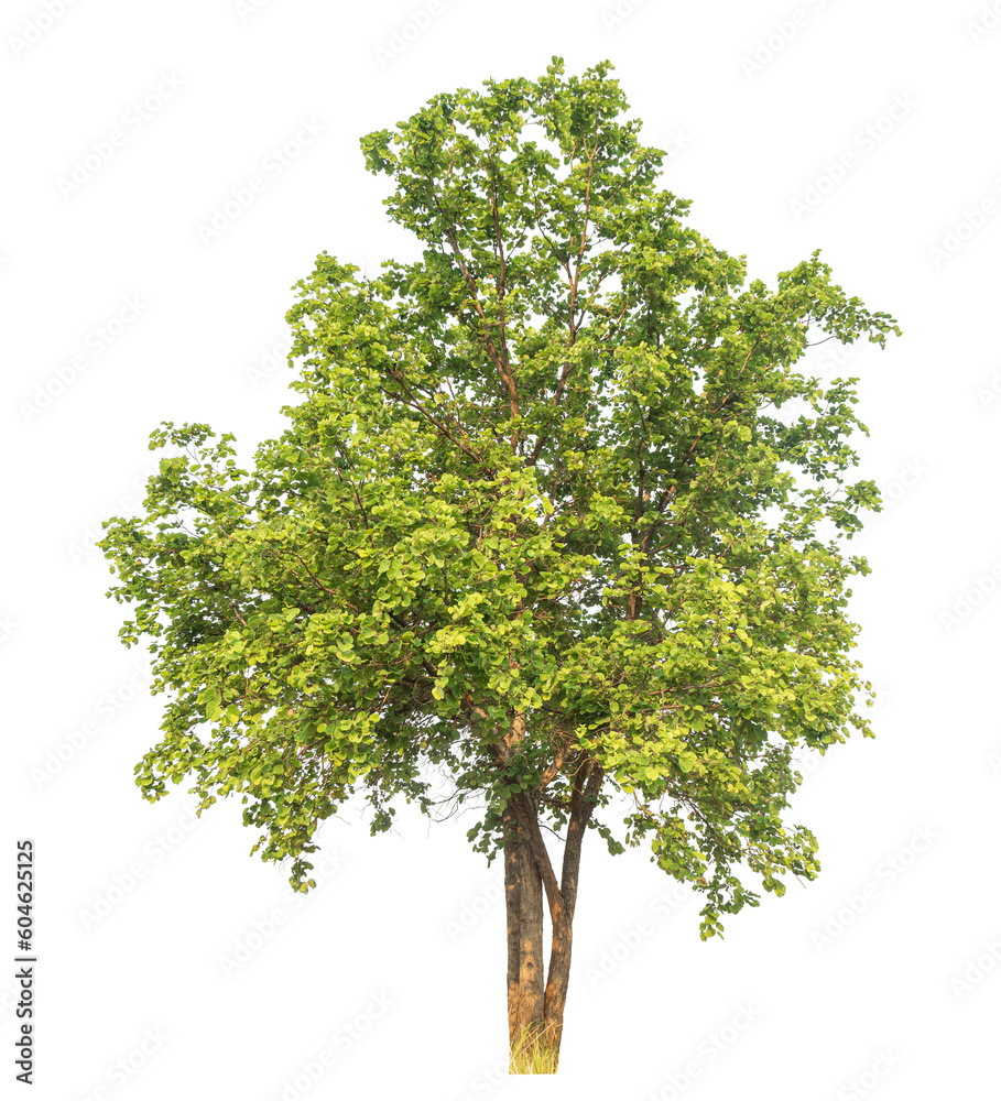 Fototapeta premium Green tree isolated on transparent background with clipping path and alpha channel.