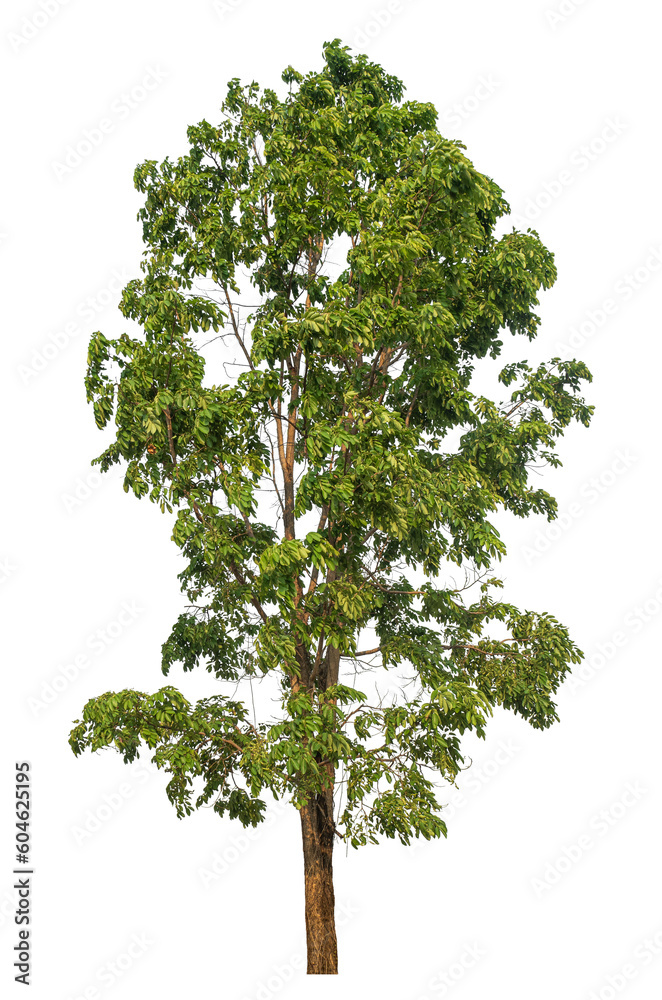 Fototapeta premium Green tree isolated on transparent background with clipping path and alpha channel.