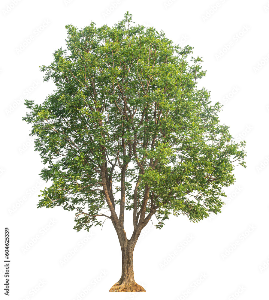 Fototapeta premium Green tree isolated on transparent background with clipping path and alpha channel.