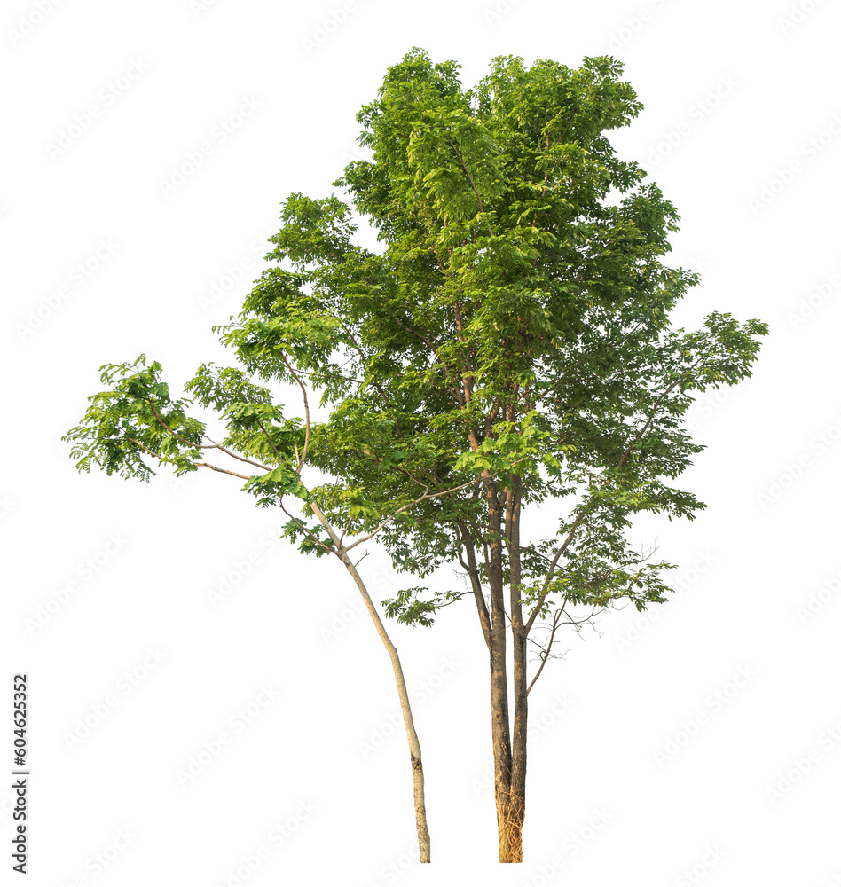 Fototapeta premium Green tree isolated on transparent background with clipping path and alpha channel.