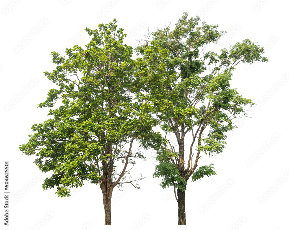 Green tree isolated on transparent background with clipping path and alpha channel. Green tree isolated on transparent background with clipping path and alpha channel.