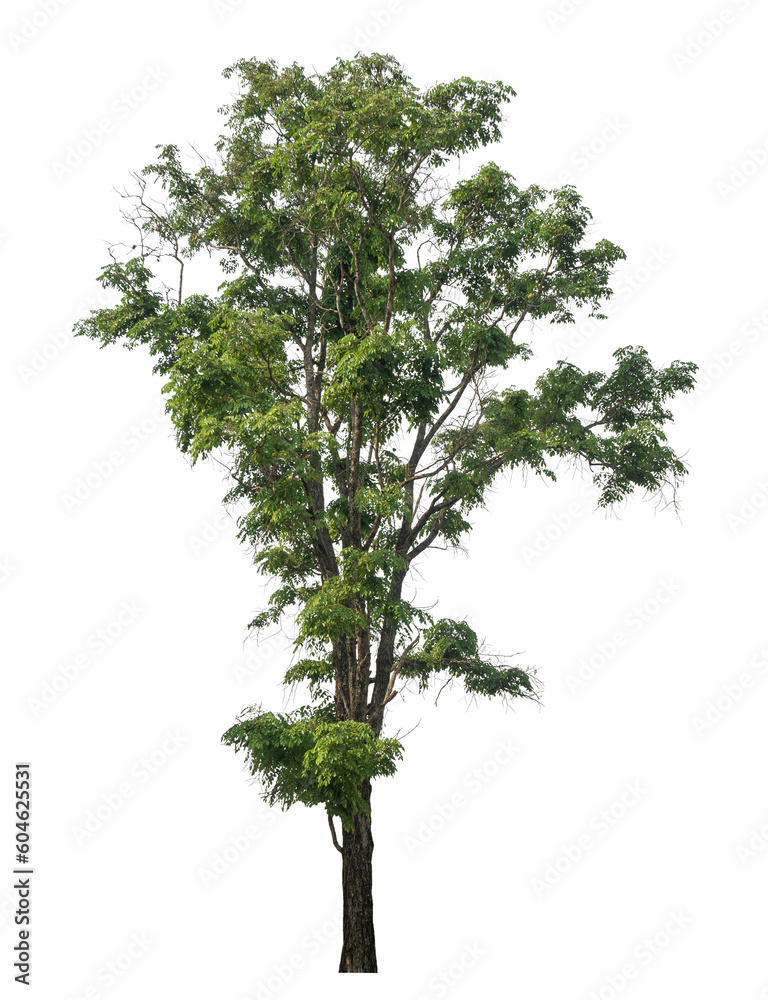 Fototapeta premium Green tree isolated on transparent background with clipping path and alpha channel..