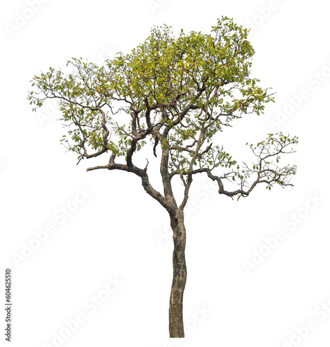 Green tree isolated on transparent background with clipping path and alpha channel.