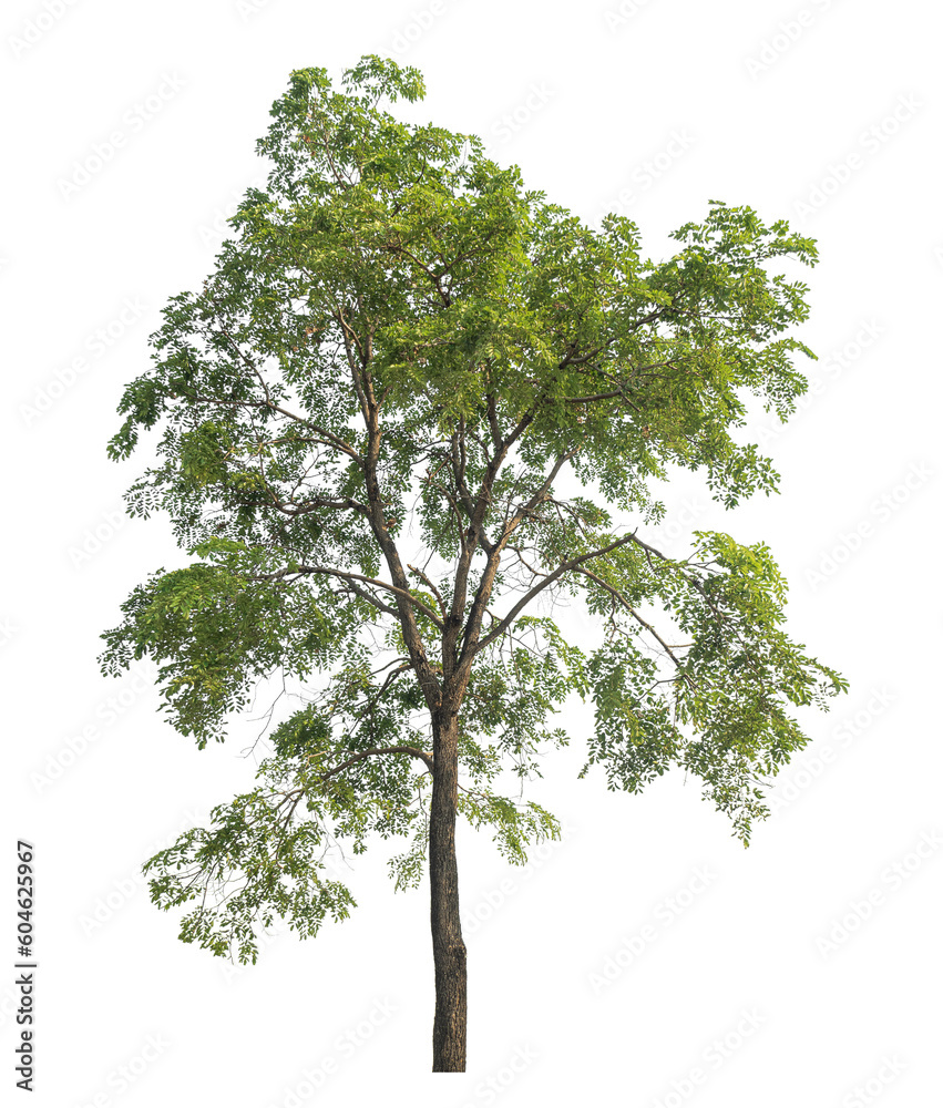 Fototapeta premium Green tree isolated on transparent background with clipping path and alpha channel.