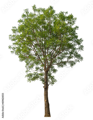 Green tree isolated on transparent background with clipping path and alpha channel.