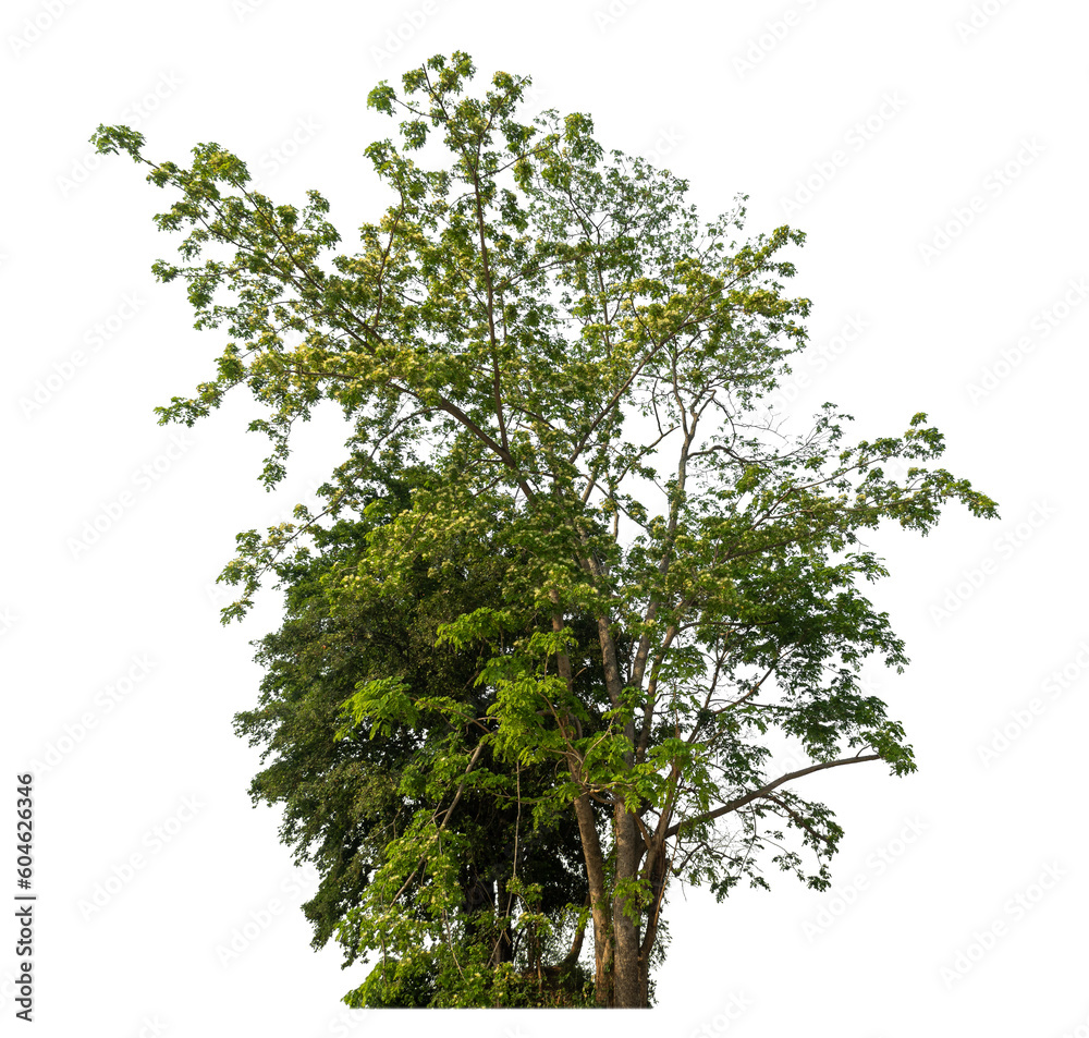 Fototapeta premium Green tree isolated on transparent background with clipping path and alpha channel.